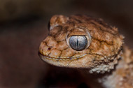 4 Ways to Interact Better with Nocturnal Exotic Pets 4 Ways to Interact Better with Nocturnal Exotic Pets