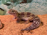 5 Common Leopard Gecko Mistakes