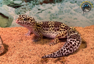 5 Common Leopard Gecko Mistakes