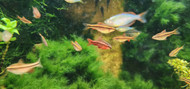 Setting Up Your First Freshwater Aquarium: A Step-by-Step Guide