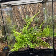 Bioactive 101: What It Is and Why Your Reptile Needs It