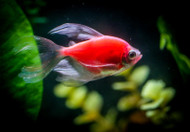 June Featured Fish: Glofish