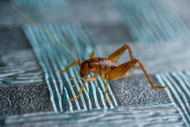 How to Breed Crickets How to Breed Crickets