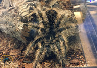 Tarantula Care for the Absolute Beginner