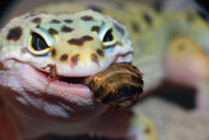 Are Crickets the Best Food for Insectivores?