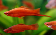 December Featured Fish: Swordtail