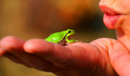 7 Best Reptiles and Amphibians for Apartments 7 Best Reptiles and Amphibians for Apartments