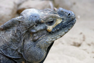 8 Things You Need to Know about Caring for an Elderly Reptile 8 Things You Need to Know about Caring for an Elderly Reptile