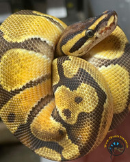 The Ultimate Guide to Ball Python Care