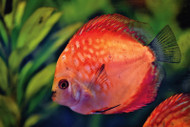 Are My Fish Happy? Are My Fish Happy?