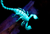 Are Night Lights for Invertebrates Really a Thing?