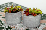 Are Venus Flytraps Safe for Homes with Kids? Are Venus Flytraps Safe for Homes with Kids?