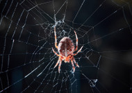 Are You Guilty of This Halloween Crime? Why You Shouldn't Kill Spiders Are You Guilty of This Halloween Crime? Why You Shouldn't Kill Spiders