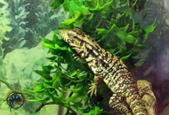 Argentine Black and White Tegu Care: Enclosure, Diet, Taming, and What to Expect