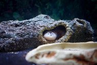 ​Fully Aquatic Amphibians