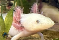 Axolotl Care Guide: Tank Setup, Water Parameters, Diet, and Health