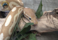 The Complete Ball Python Care Guide: Habitat, Feeding, and Common Mistakes