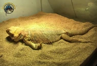 Bearded Dragon Brumation: Signs, Safety, and When to Worry