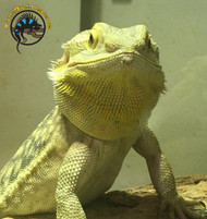 The Definitive Guide to the Central Bearded Dragon (Pogona vitticeps)