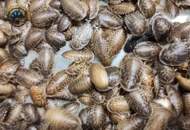 Feeder Insects Compared: Dubia Roaches, Crickets, Mealworms, and Beyond
