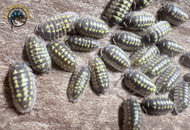 Isopods in Bioactive Terrariums: The Complete Guide to Your Cleanup Crew