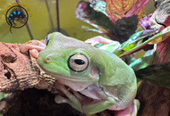 Best Pet Frogs: Top Species, Setup, and Care Guide