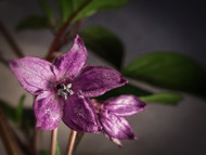 Best Ways to Boost Growth for Indoor Flowering Plants