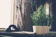 Best Ways to Reduce Odor from Indoor Gardens Best Ways to Reduce Odor from Indoor Gardens
