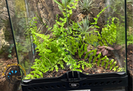 Bioactive 101: What It Is and Why Your Reptile Needs It