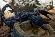 Bioactive for Invertebrates: Is it Really Necessary? Bioactive for Invertebrates: Is it Really Necessary?