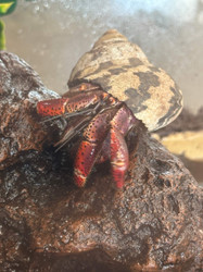 Hermit Crabitat Setup Guide