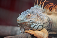 Can My Reptile Give Me a Disease? Can My Reptile Give Me a Disease?