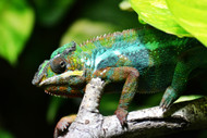 Can You Keep Chameleons in Pairs? Can You Keep Chameleons in Pairs?