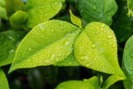 Can Your Turtle Tank Be Used for Aquaponics? Can Your Turtle Tank Be Used for Aquaponics?