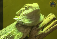 Central Bearded Dragon Care: Habitat, Diet, and Health