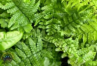 Choosing the Right Plants for Your Terrarium (By Species)