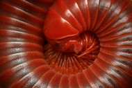 Cleanup Crew Showdown—Isopods Vs. Millipedes Cleanup Crew Showdown—Isopods Vs. Millipedes