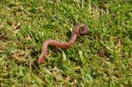 Cleanup Crew Showdown—Springtails Vs. Earthworms Cleanup Crew Showdown—Springtails Vs. Earthworms