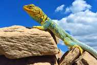  Reptiles to Get if You Want a Pet That's Active During the Day