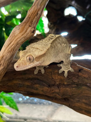 The Ultimate Guide to Crested Gecko Care