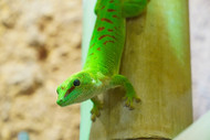 Cutest Exotic Pet Vids Cutest Exotic Pet Vids