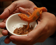 Do I Really Need to Worry about Salmonella from Reptiles and Amphibians? Do I Really Need to Worry about Salmonella from Reptiles and Amphibians?