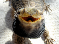 Do Lizards Bite Their Owners for No Reason? Do Lizards Bite Their Owners for No Reason?