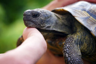Do Tortoises Like to Have Their Shell Scratched? Do Tortoises Like to Have Their Shell Scratched?