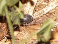 Do You Need to Feed Microfauna? Do You Need to Feed Microfauna?