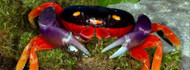 Do You Want a Halloween Moon Crab? Do You Want a Halloween Moon Crab?