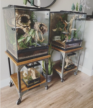 Easy Ways to Display Your Reptile or Amphibian Better Easy Ways to Display Your Reptile or Amphibian Better