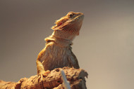 Everything You Want to Know about Reptile Brumation Everything You Want to Know about Reptile Brumation