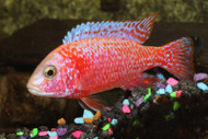 February Featured Fish: Cichlids February Featured Fish: Cichlids