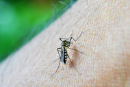 Fish That Eat Mosquitoes (And How to Keep Them Healthy Outside) Fish That Eat Mosquitoes (And How to Keep Them Healthy Outside)